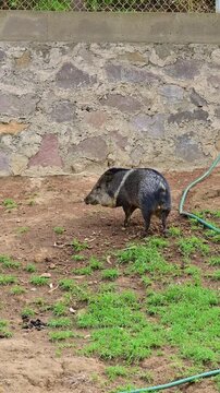 Overview of a pair of peccaries