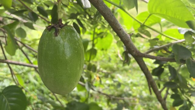 Colombian Amazonian fruit *Passiflora quadrangularis*