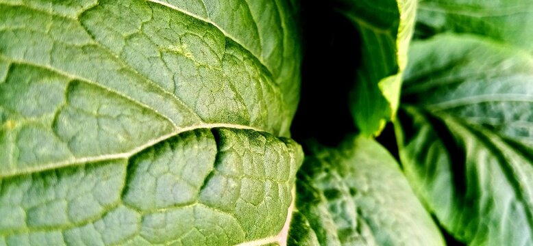 Close-up of young mustard greens with fresh green leaves growing in fertile soil