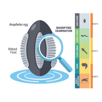 Diagram showing a mosquito egg structure and lifecycle