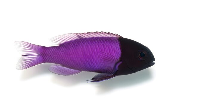 Vibrant purple damselfish with dark head swimming in clear studio lighting against a stark white background