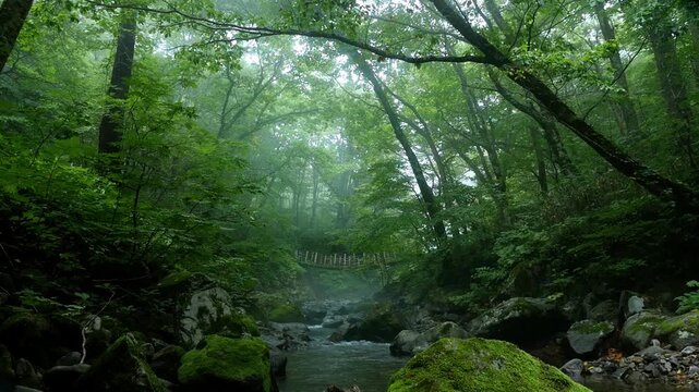 宮城県・船形山 新緑のブナ原生林と霧が差し込む幻想的な風景（4K）
Misty Fresh Green Beech Forest in Mt. Funagata, Miyagi Japan