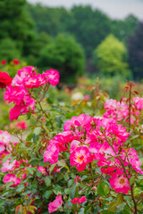 Obraz premium Vibrant pink roses bloom in a lush garden, showcasing nature's beauty in springtime
