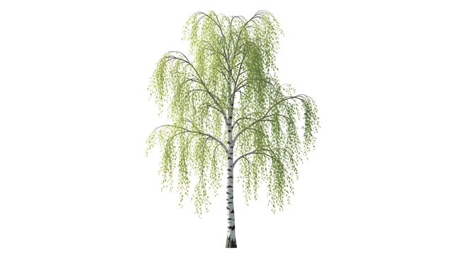 Young Birch Tree with Delicate Green Foliage in Bright Studio Lighting for Spring Concepts