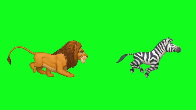 Cartoon lion chasing a zebra running on green screen background