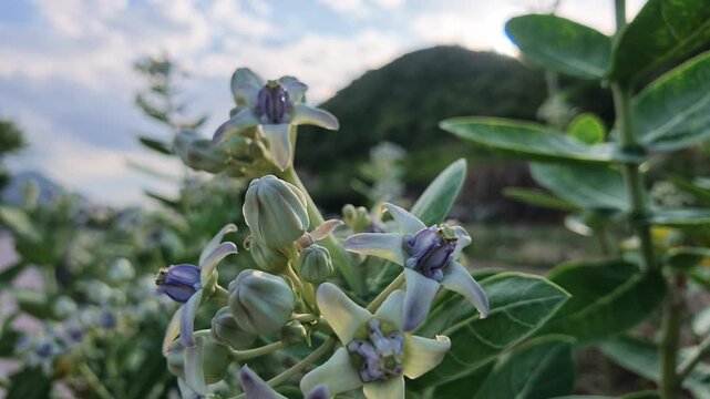 Purple calotropis gigantea crown flowers blooming in nature