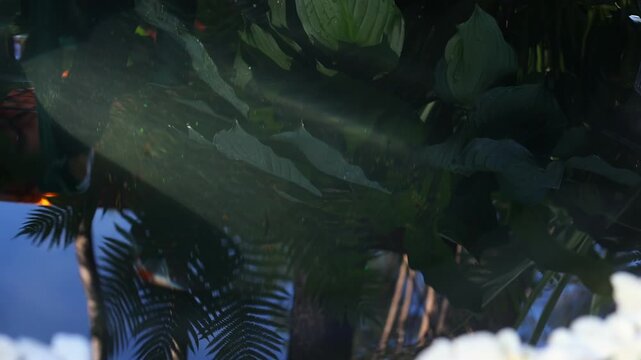 Koi and crucian carps visible in a backyard pond framed by hosta leaves and smooth stones. Quiet garden composition with aquatic life and soft sunlight.