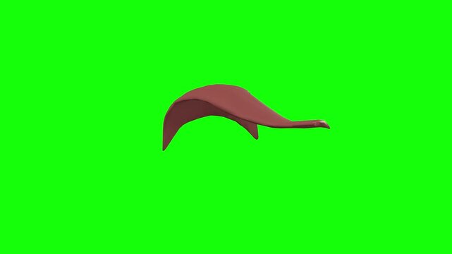 Left Levator Palpebrae Superioris Rotation Green Screen CC BY