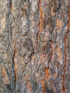Old wood pine bark texture or background.