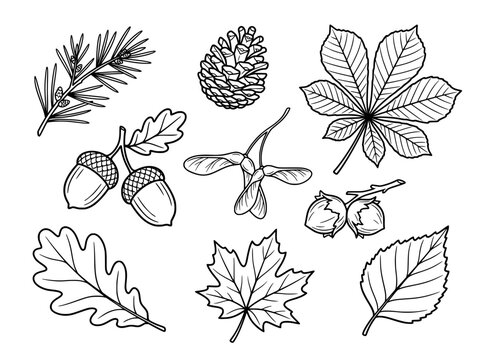Vintage autumn forest botanical set, hand drawn line art leaves and nuts, 9 vector elements for fall seasonal design
