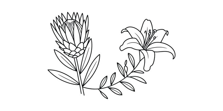 Black and white line art illustration of a protea flower and a lily blossom