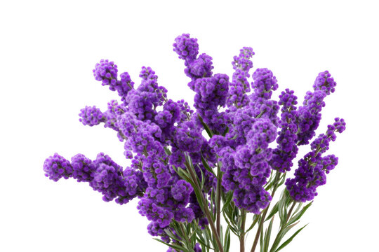 Lush purple lavender style flowers in a vibrant bouquet arrangement