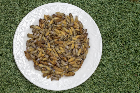 Larves crues de gu&ecirc;pes 