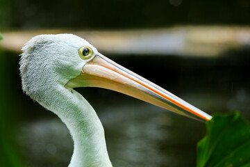 Close-Up Profile Portrait of a Pelican Featuring a Distinctive Long Beak and Yellow Eye © Ian
