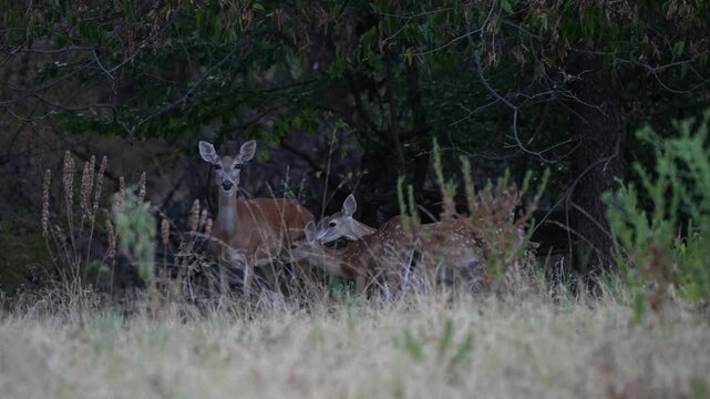 Two baby deer are about get fed by the mother deer and run away alertly