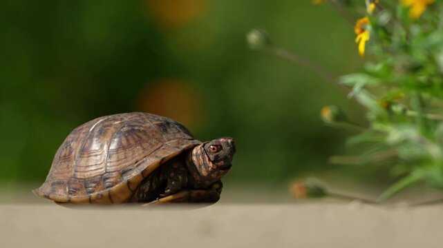 turtle crawling slowly 