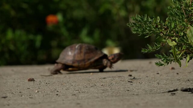 turtle crawling slowly 