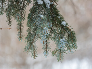 Green fir branches in winter covered with snow © Dmitrii Potashkin