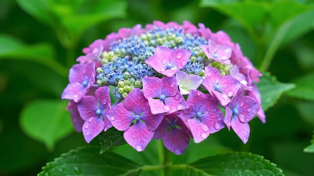 Close-up of hydrangeas with water beads, purple hydrangeas blooming after rain