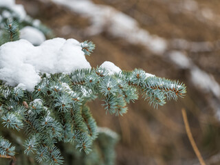 Green fir branches in winter covered with snow © Dmitrii Potashkin