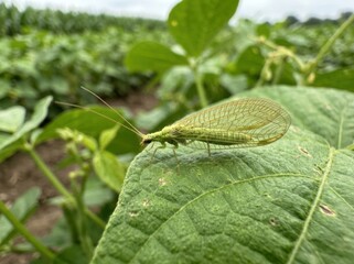 Fototapeta premium Green Lacewing Insect Perched on a Leaf in a Lush Field