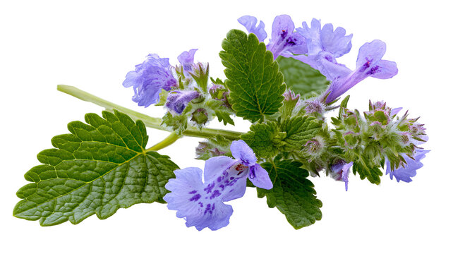 Fresh catnip leaves with vibrant green color and natural herbal texture, isolated PNG on transparent background