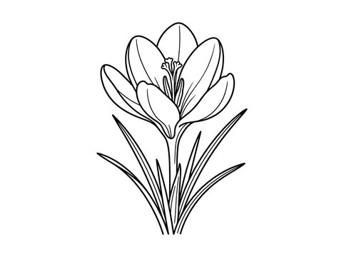 Simple crocus flower illustration with green leaves