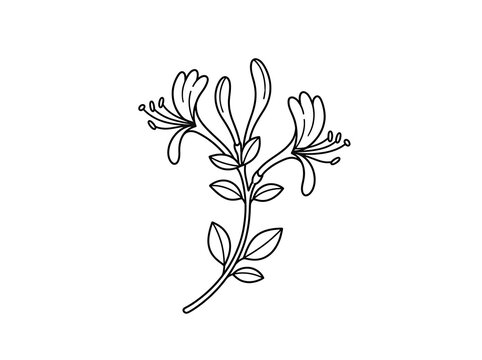 Elegant line drawing of honeysuckle flower with green leaves