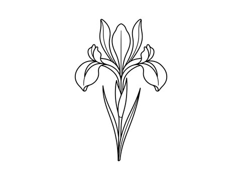 Beautiful line drawing of iris flower with elegant petals