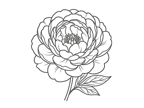 Elegant black and white peony flower drawing with stem and leaves