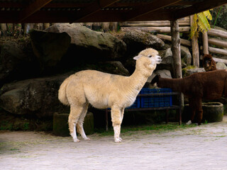 A group of cute white and brown alpacas resting in a wooden farm shelter. Perfect for agriculture, zoo, and animal husbandry themes. © Mr. leo