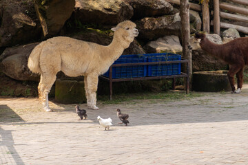A group of cute white and brown alpacas resting in a wooden farm shelter. Perfect for agriculture, zoo, and animal husbandry themes. © Mr. leo