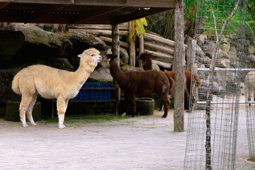 A group of cute white and brown alpacas resting in a wooden farm shelter. Perfect for agriculture, zoo, and animal husbandry themes. © Mr. leo