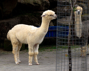 A group of cute white and brown alpacas resting in a wooden farm shelter. Perfect for agriculture, zoo, and animal husbandry themes. © Mr. leo