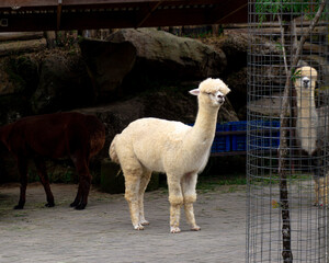 A group of cute white and brown alpacas resting in a wooden farm shelter. Perfect for agriculture, zoo, and animal husbandry themes. © Mr. leo