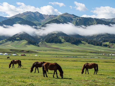 Horses grazing in a valley with clouds rolling over the mountains