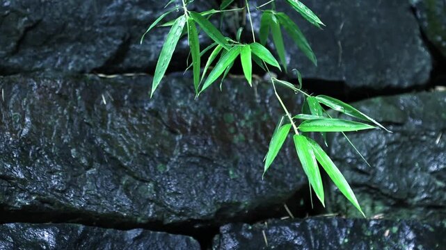 Fresh green bamboo leaves hanging over a dark textured stone wall background.
