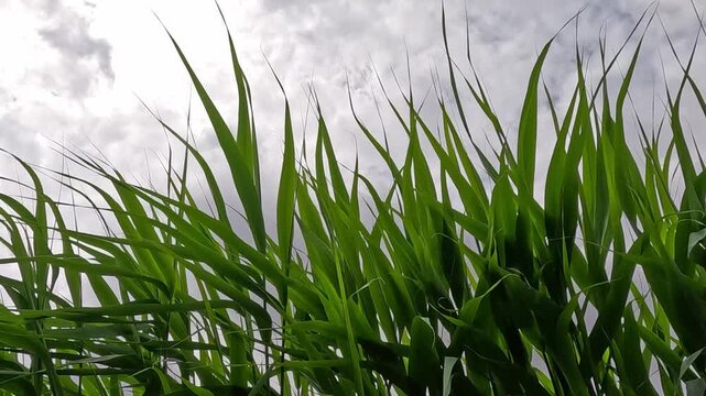 Tall green wetland reeds sway steadily in a light breeze along a calm shoreline, blades bending left and right under a bright overcast cloudy sky throughout the entire sequence.