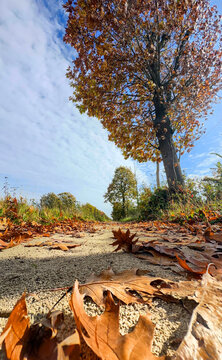 Earthy pathway adorned with vibrant autumn leaves and towering trees