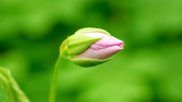 Close-up of a budding plant, close-up of a budding pink bud
