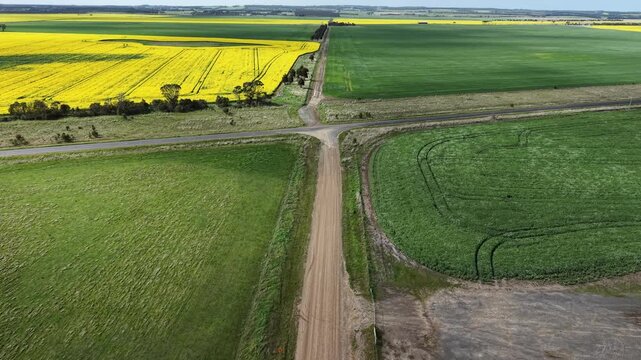 Aerial view of canola and wheat fields separated by rural dirt road