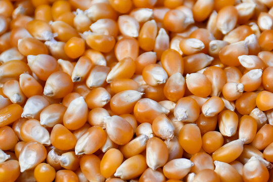 close up of popcorn kernels corn seed