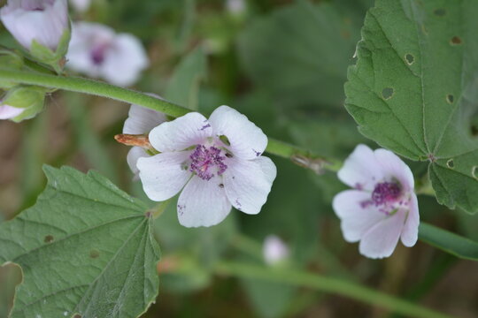 Striking, beautiful nature featuring lovely, delicate white flowers. Very charming marshmallow, Althaea officinalis, marsh mallow flowers growing among dry, yellow reeds near the riverbank.