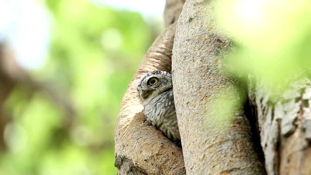 Spotted owlet peeking from tree hollow, wild owl hiding in forest bark, camouflaged bird of prey in natural habitat