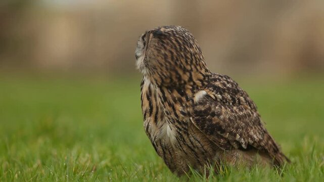 Adorable Little Owl perched on green grass. Wild bird side view. Soft focus background nature footage. Cute juvenile owlet animal close-up.