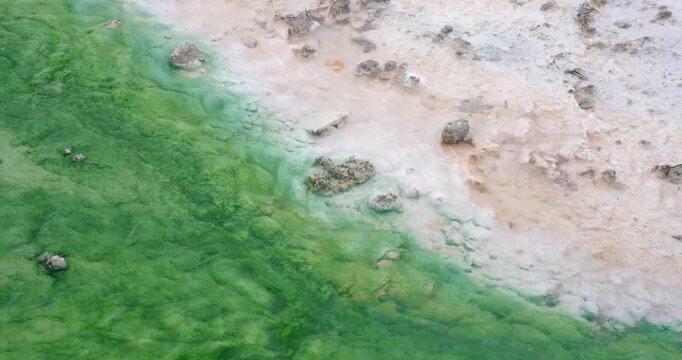 Close-up of a Yellowstone geothermal stream, diagonally divided between pale mineral rock and vivid green microbial growth, revealing the striking colours and textures of the thermal environment.