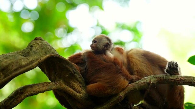 4k close-up, Capuchin monkey family resting closely together on a tree branch in Tayrona National Natural Park, Colombia, showing parental care, bonding and social behaviour in tropical forest