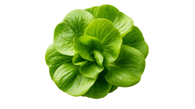 Fresh sorrel leaves with vibrant green color and natural leafy texture, isolated PNG on transparent background
