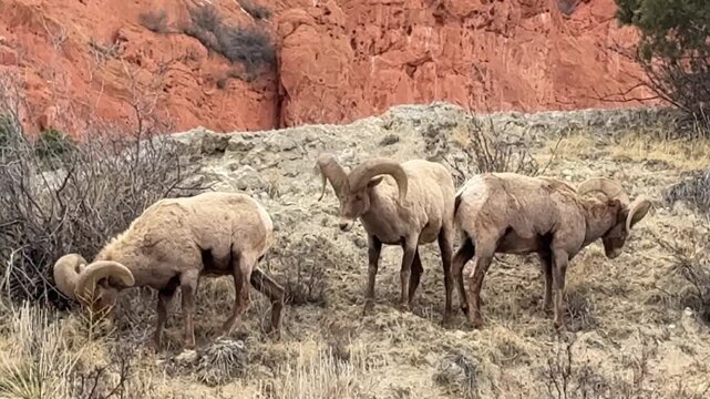 Bighorn sheep grazing in Garden of the Gods, Colorado.