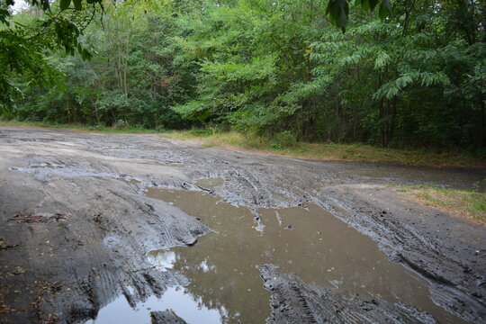 Autumn weather, deciduous forest, tree plantations, and trees by the river. Tall, short green deciduous trees grow along the sandy road. Large puddles, black mud, patches of sandy mire cover road.